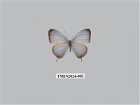 藏品(淡清雅波灰蝶)的圖片